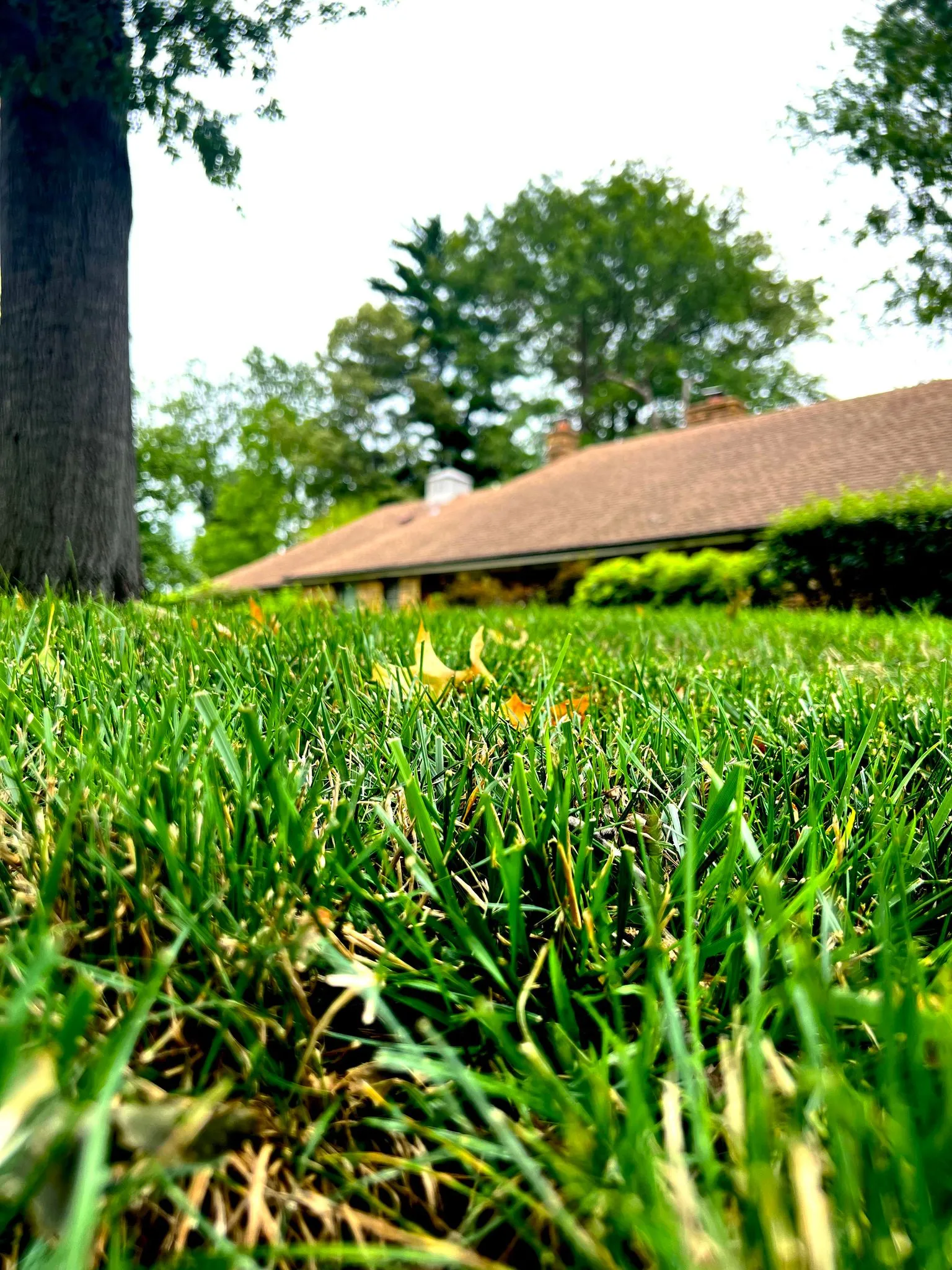 Tall view of turf and landscaping work
