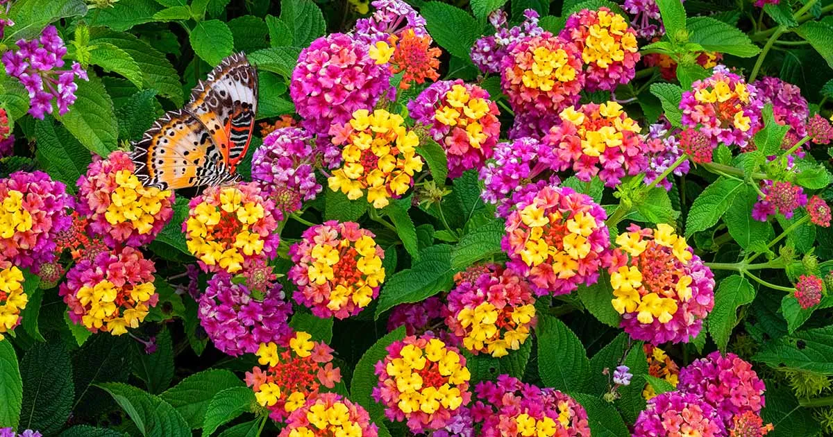 Easiest Plants to Care for During St. Louis High Heat Temps