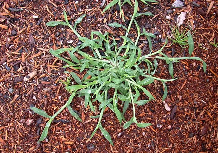 Crabgrass Prevention