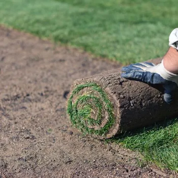 Sod Installation St. Louis